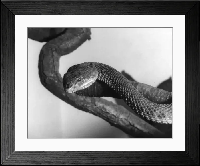 Framed Print : Shore / Mangrove Viper Framed Print : Shore / Mangrove Viper