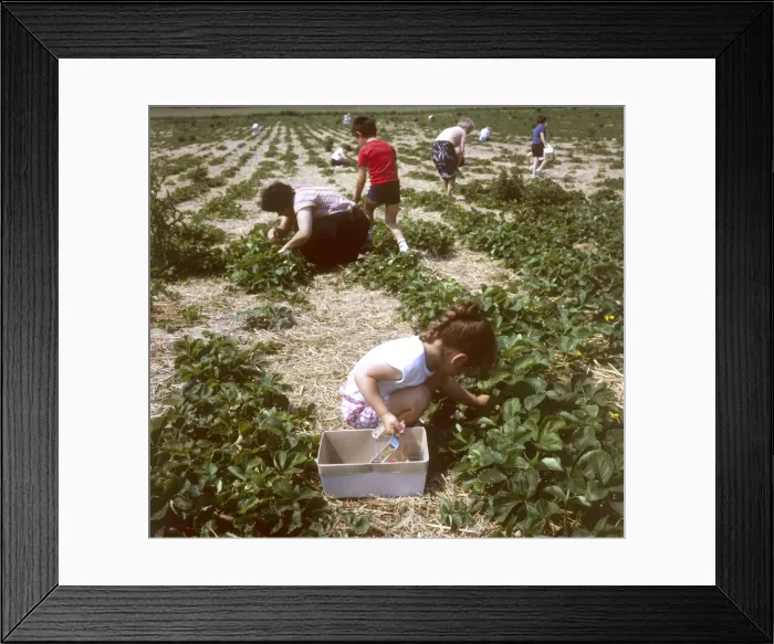 Framed Print : Strawberry Fields Framed Print : Strawberry Fields