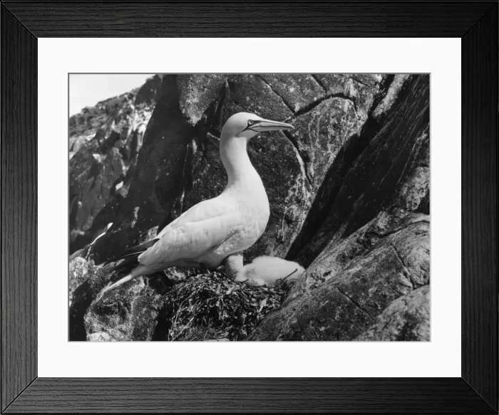 Framed Print : Birds / Gannet Framed Print : Birds / Gannet