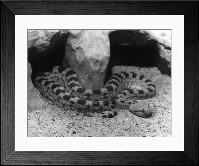 Framed Print : Horned Viper Framed Print : Horned Viper