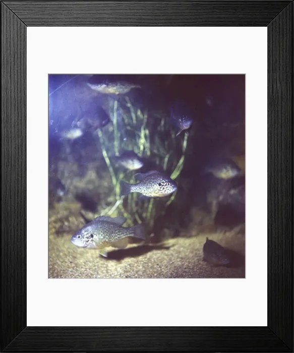Framed Print : Common Sunfish Framed Print : Common Sunfish
