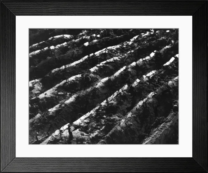 Framed Print : Fresh Furrows Framed Print : Fresh Furrows