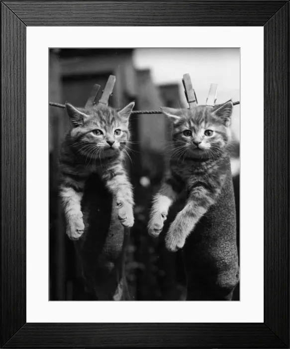 Framed Print : Pegged Kittens Framed Print : Pegged Kittens