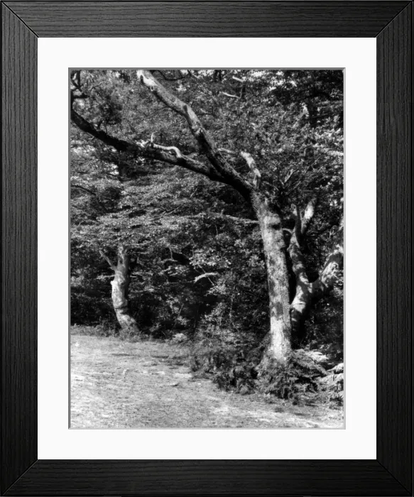 Framed Print : The New Forest Framed Print : The New Forest