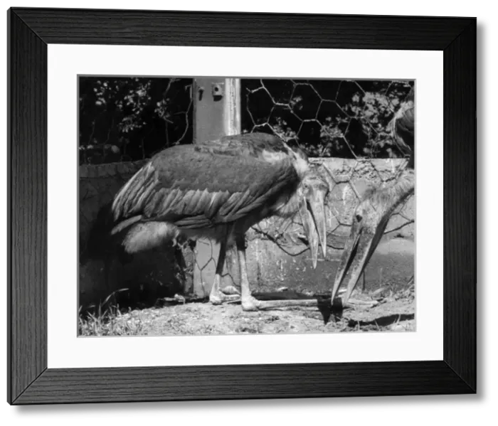 Framed Print : Adjutant Storks Framed Print : Adjutant Storks