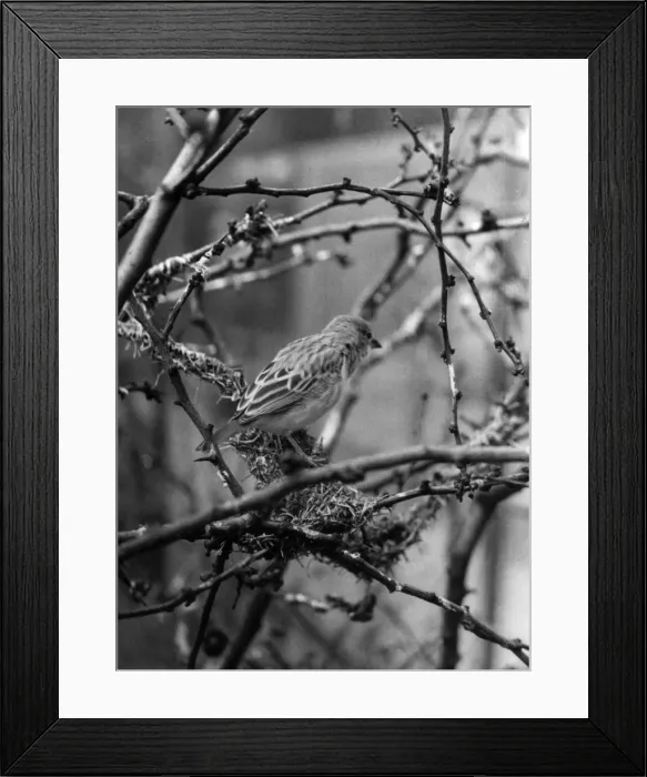 Framed Print : Weaver Bird Framed Print : Weaver Bird