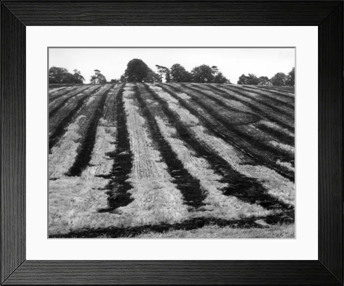 Framed Print : Burnt-Off Stubble Framed Print : Burnt-Off Stubble