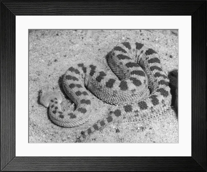 Framed Print : Cerastes Viper Framed Print : Cerastes Viper