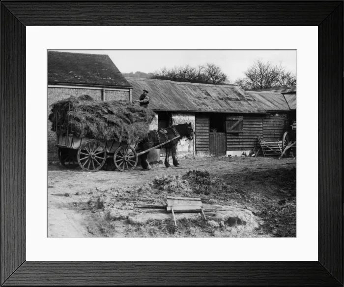 Framed Print : Unloading Hay Framed Print : Unloading Hay