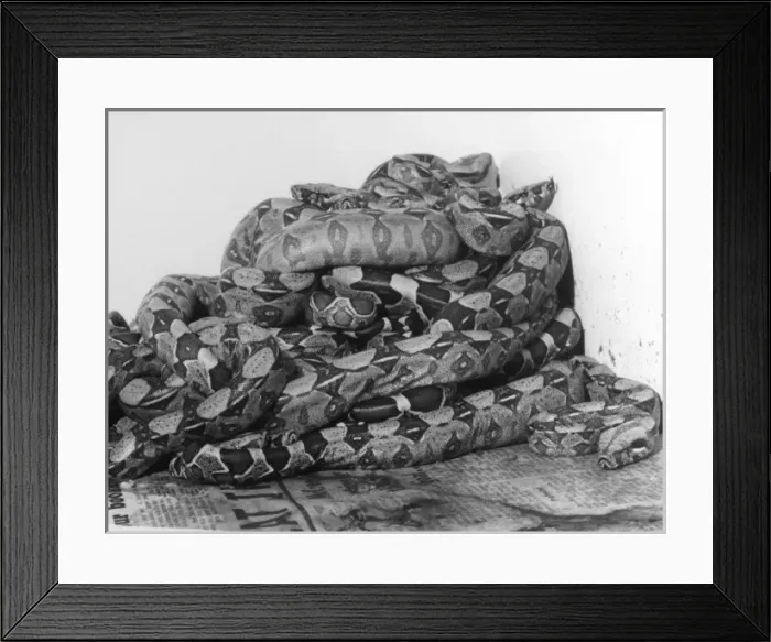 Framed Print : African Pythons Framed Print : African Pythons