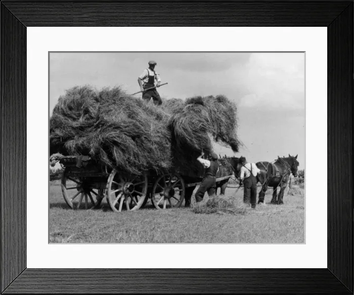 Framed Print : Pair-Horse Haywain Framed Print : Pair-Horse Haywain