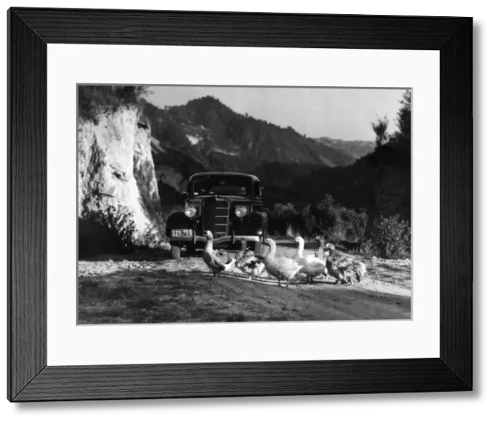 Framed Print : New Zealand Geese Framed Print : New Zealand Geese