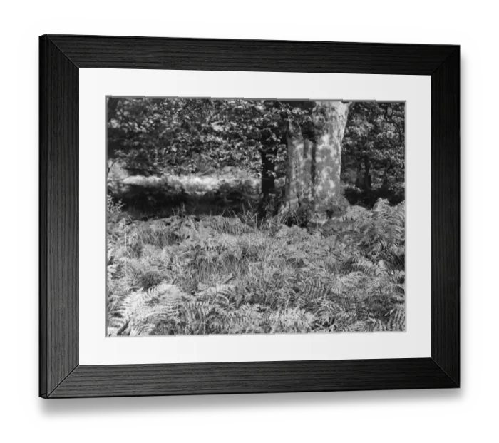 Framed Print : BRACKEN. Bracken in Epping Forest, Essex, England. Date: 1930s Framed Print : BRACKEN. Bracken in Epping Forest, Essex, England. Date: 1930s