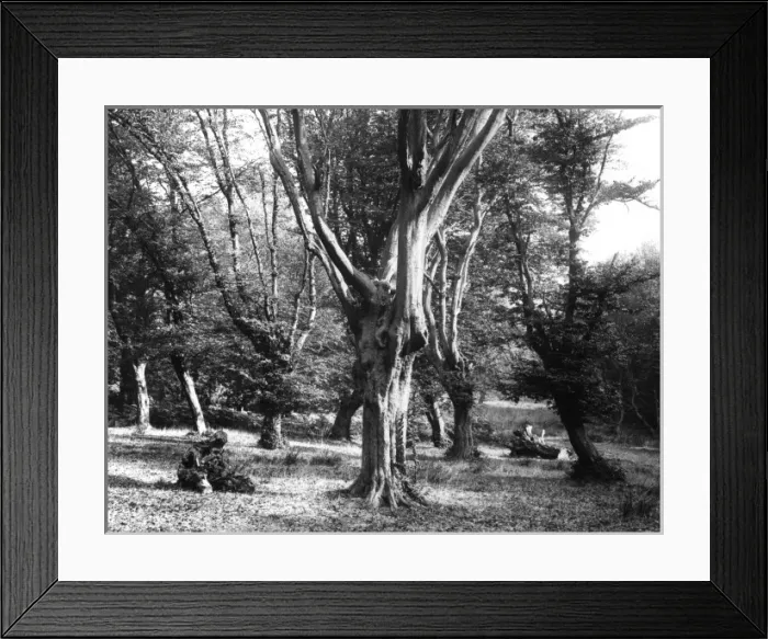Framed Print : Hornbeam Trees Framed Print : Hornbeam Trees
