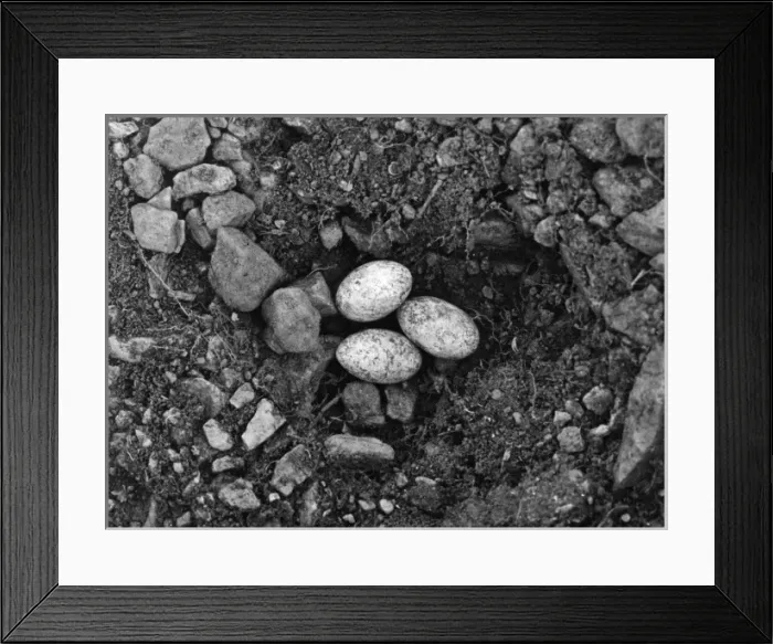 Framed Print : Lizard Eggs Framed Print : Lizard Eggs