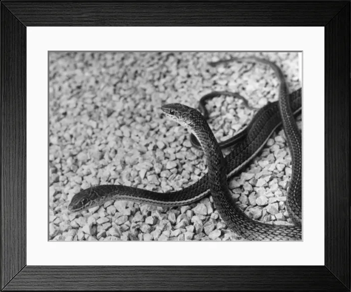 Framed Print : Beauty Snakes Framed Print : Beauty Snakes