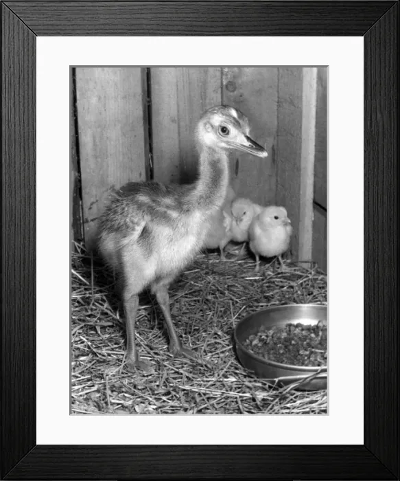 Framed Print : RHEA CHICK Framed Print : RHEA CHICK