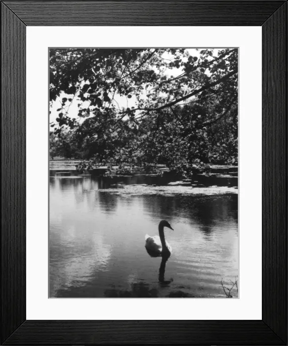 Framed Print : Solitary Swan Framed Print : Solitary Swan