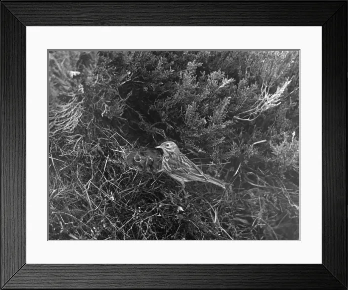 Framed Print : Birds / Meadow Pipit Framed Print : Birds / Meadow Pipit