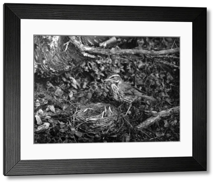 Framed Print : Birds / Redwing Framed Print : Birds / Redwing