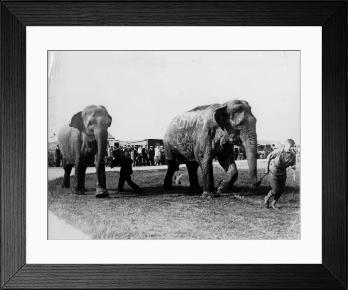 Framed Print : Circus Elephants Framed Print : Circus Elephants