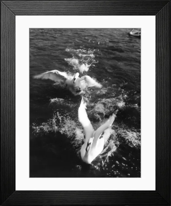 Framed Print : Swans Landing Framed Print : Swans Landing
