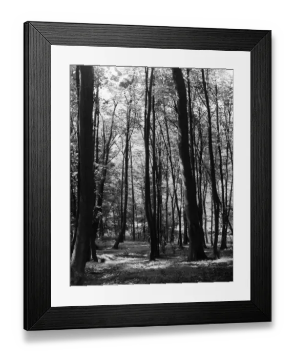 Framed Print : Wooded Glade Framed Print : Wooded Glade