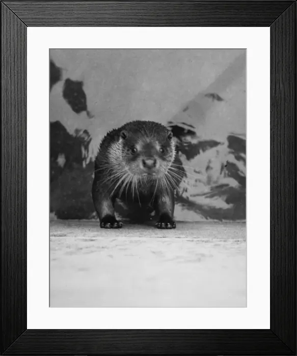 Framed Print : Startled Otter Framed Print : Startled Otter