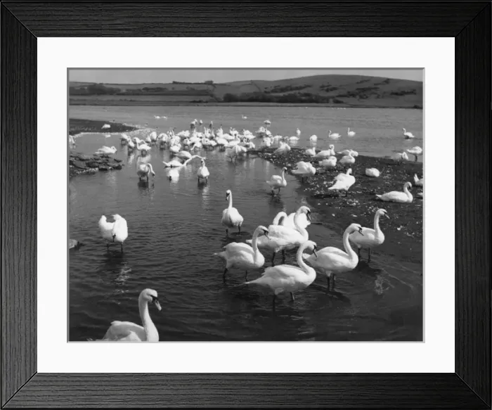 Framed Print : The Great Swannery Framed Print : The Great Swannery