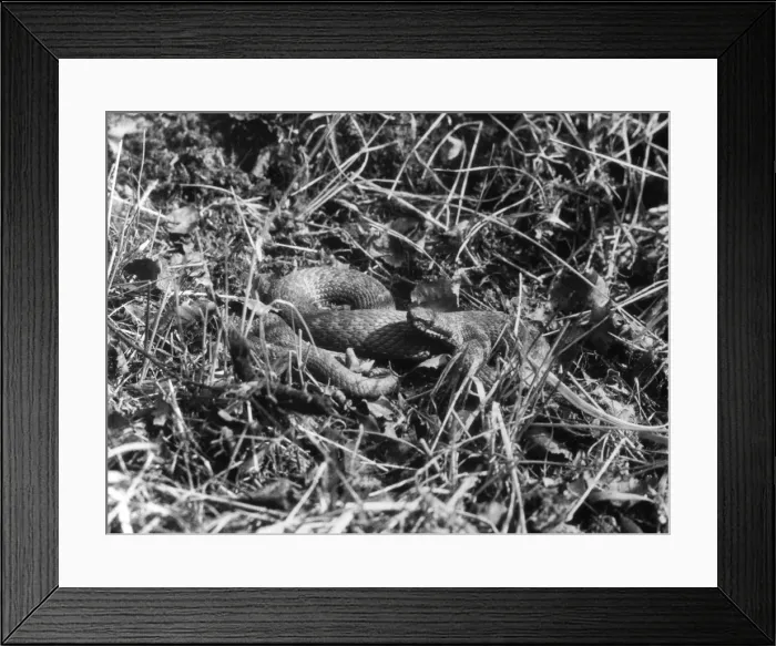 Framed Print : A Snake in the Grass Framed Print : A Snake in the Grass