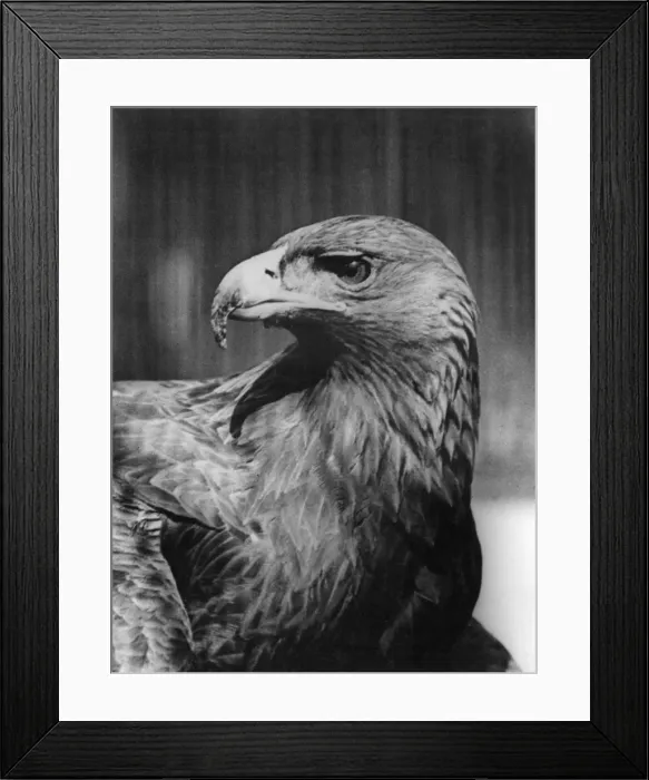 Framed Print : Golden Eagle Framed Print : Golden Eagle