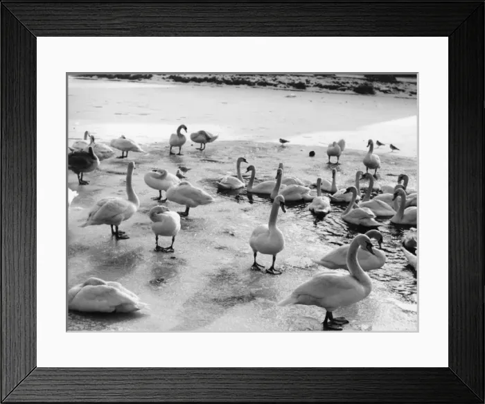Framed Print : Swans on Frozen River Framed Print : Swans on Frozen River
