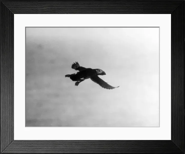 Framed Print : Flying Puffin Framed Print : Flying Puffin