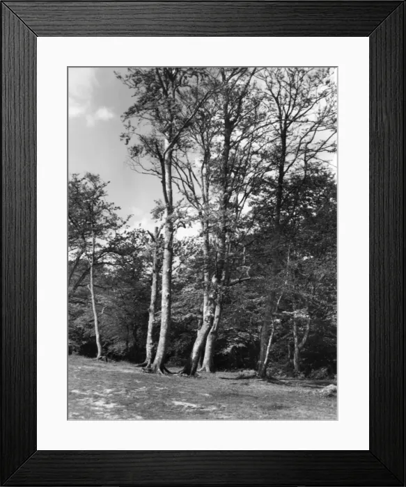 Framed Print : The New Forest Framed Print : The New Forest