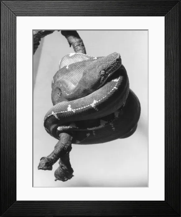 Framed Print : Emerald Tree Boa Framed Print : Emerald Tree Boa