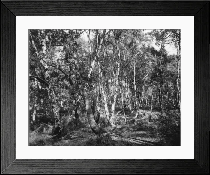 Framed Print : Silver Birches Framed Print : Silver Birches
