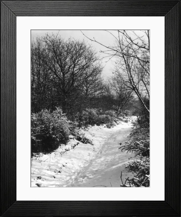 Framed Print : Snowy Woods Framed Print : Snowy Woods