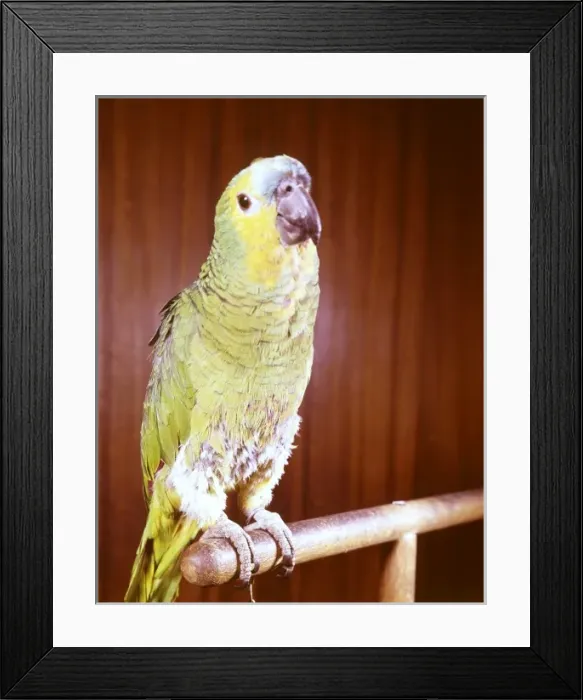 Framed Print : Green Parrott Framed Print : Green Parrott