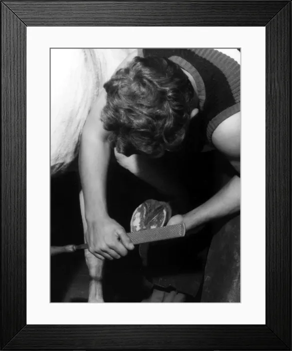 Framed Print : Rasping a Hoof Framed Print : Rasping a Hoof