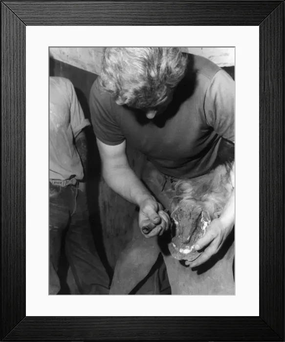 Framed Print : Cleaning a Hoof Framed Print : Cleaning a Hoof