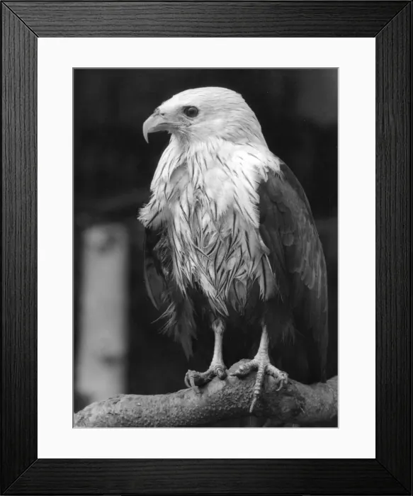 Framed Print : Brahminy Kite Framed Print : Brahminy Kite