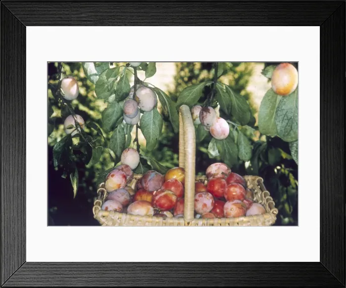 Framed Print : Victoria Plums