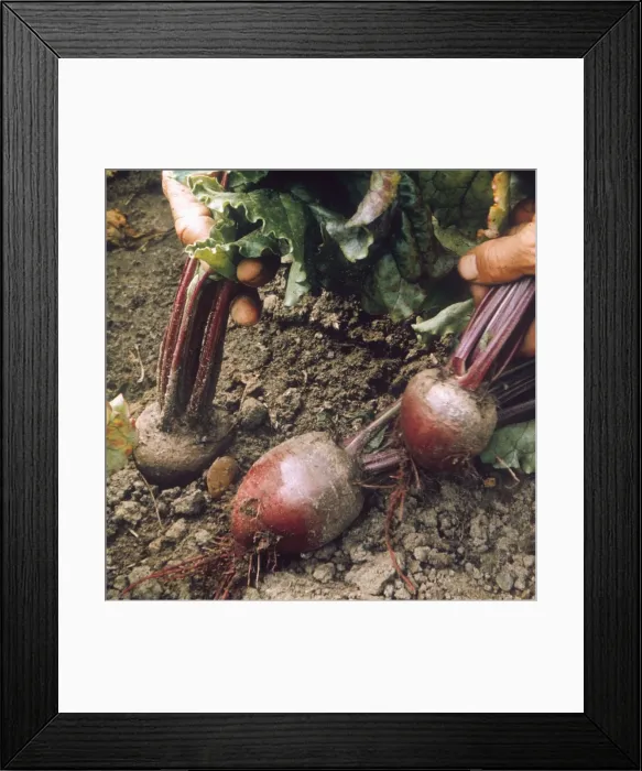 Framed Print : BEETROOT. Avons Early variety of beetroot. Date: 1969 Framed Print : BEETROOT. Avons Early variety of beetroot. Date: 1969