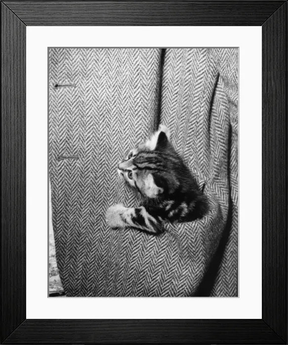 Framed Print : Pocket Kitten Framed Print : Pocket Kitten