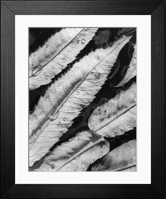 Framed Print : Sumac Leaves Framed Print : Sumac Leaves