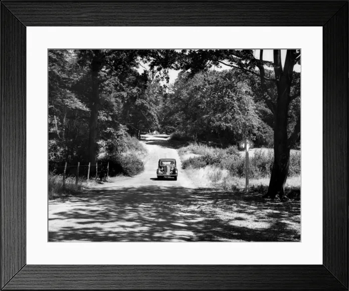 Framed Print : Burnham Beeches Framed Print : Burnham Beeches