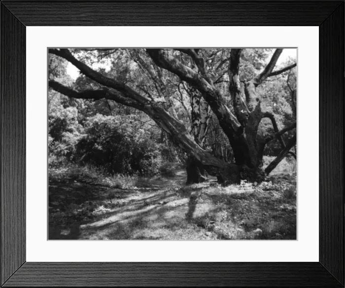 Framed Print : Swithland Woods Framed Print : Swithland Woods