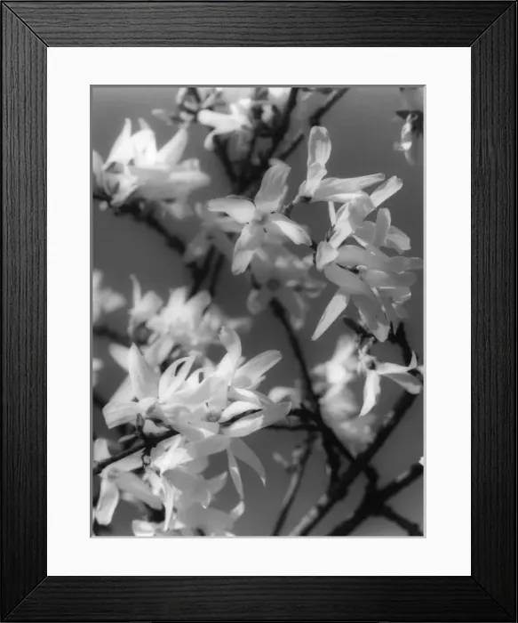 Framed Print : Plants / Forsythia Framed Print : Plants / Forsythia