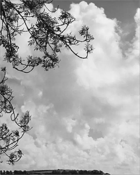 Branches and Clouds