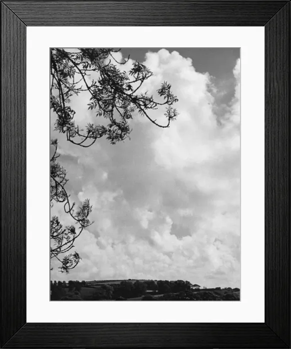 Framed Print : Branches and Clouds Framed Print : Branches and Clouds